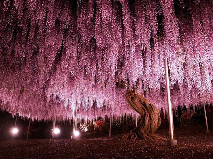 Beautiful Flowers wisteria tree in Ashikaga Flower Park