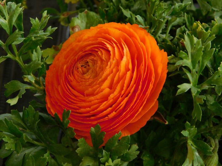 Beautiful Flowers Ranunculus