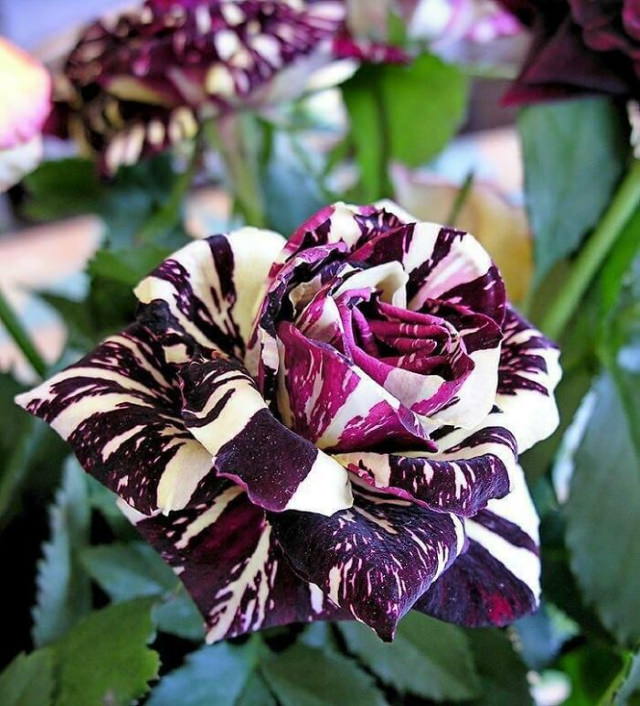 Beautiful Flowers Hybrid rose