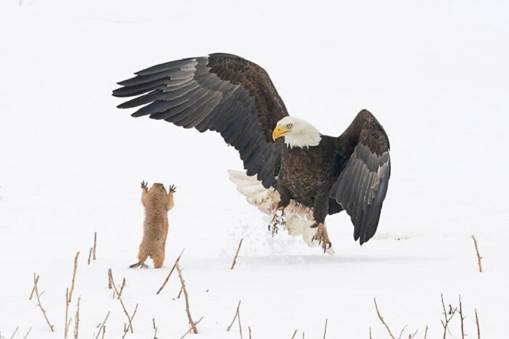 2021 Comedy Wildlife Photo Awards, Bald Eagle