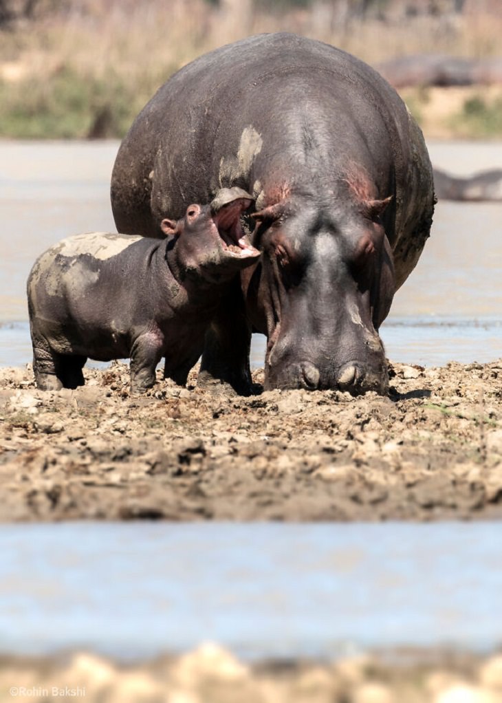 2021 Comedy Wildlife Photo Awards, Hippo