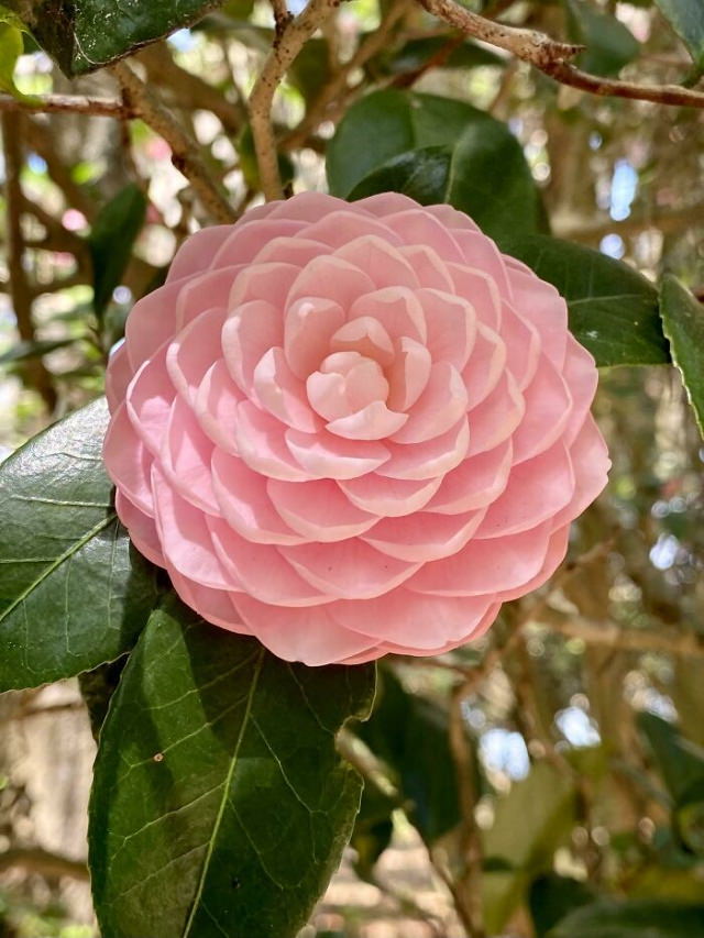 Beautiful Flowers Camellia