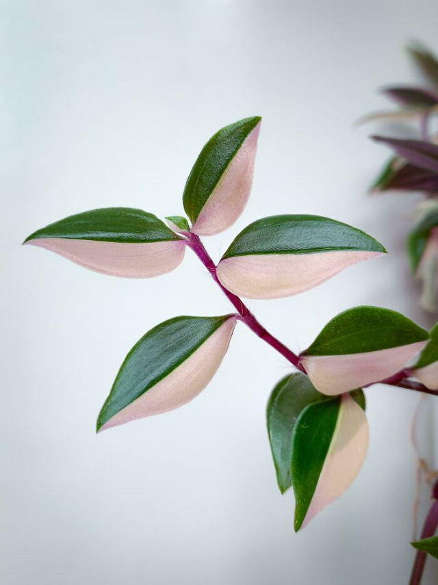 Beautiful Flowers Tradescantia Fluminensis ‘Tricolor’