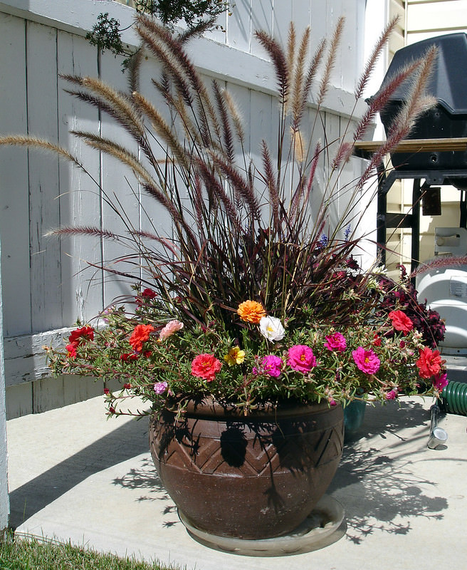 Easy Plants to Grow in Containers purple fountain grass