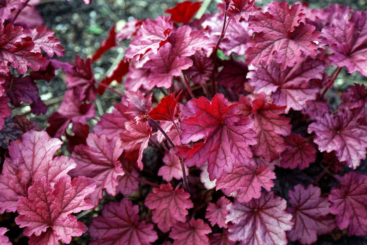 Easy Plants to Grow in Containers Coral bells
