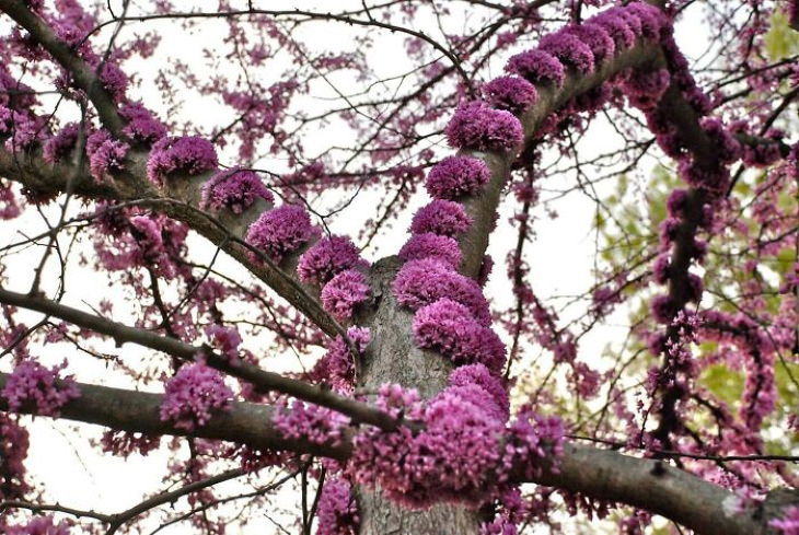 Beautiful Flowers Eastern Redbud (Cercis Canadensis)