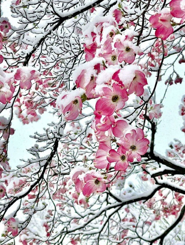 Beautiful Flowers Pink tree flowers covered by snow