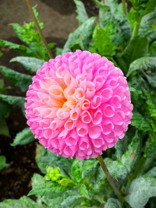 Beautiful Flowers Dahlia