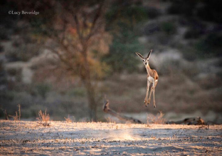 2021 Comedy Wildlife Photo Awards, springbok 