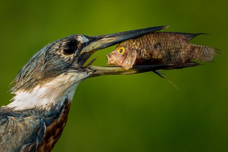 2021 Comedy Wildlife Photo Awards, bird and fish