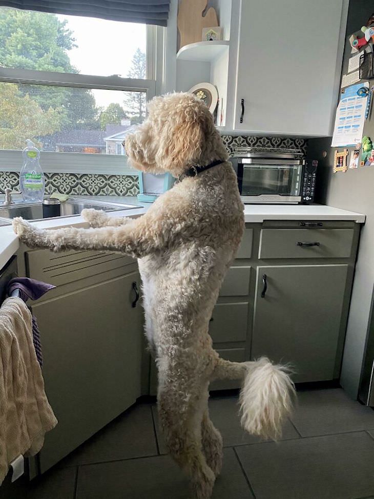 20 Funny Photos of Dogs Acting Goofy washing the dishes