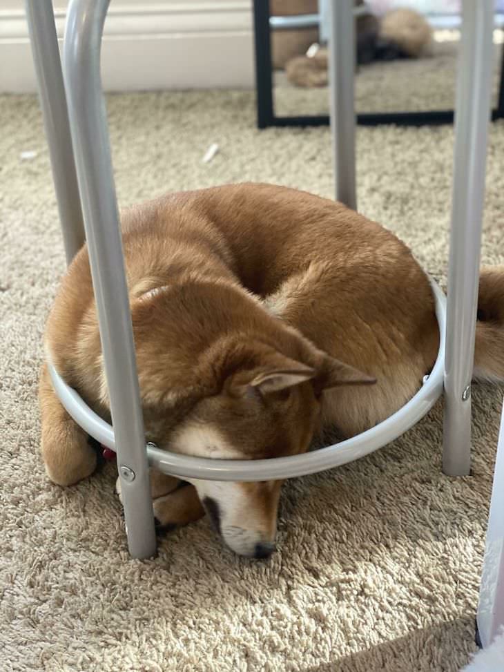 20 Funny Photos of Dogs Acting Goofy curling into a ball
