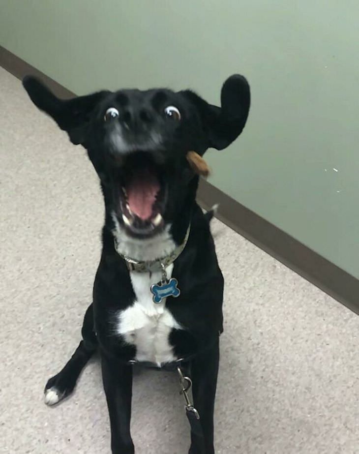 20 Funny Photos of Dogs Acting Goofy scared dog