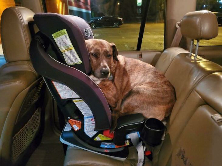 20 Funny Photos of Dogs Acting Goofy baby seat