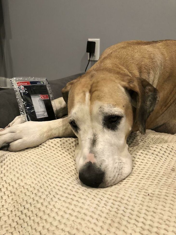 20 Funny Photos of Dogs Acting Goofy sleeping with remote