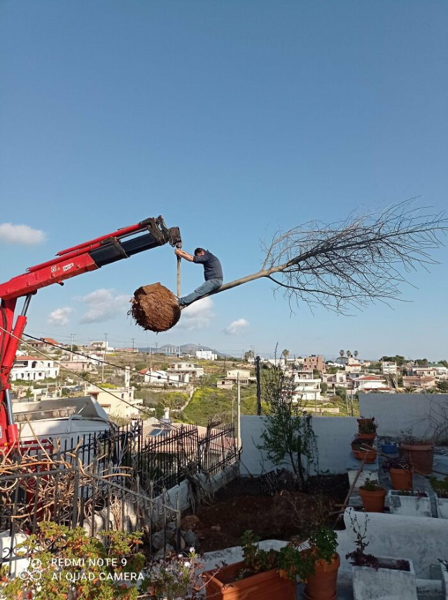 Construction Fails planting trees