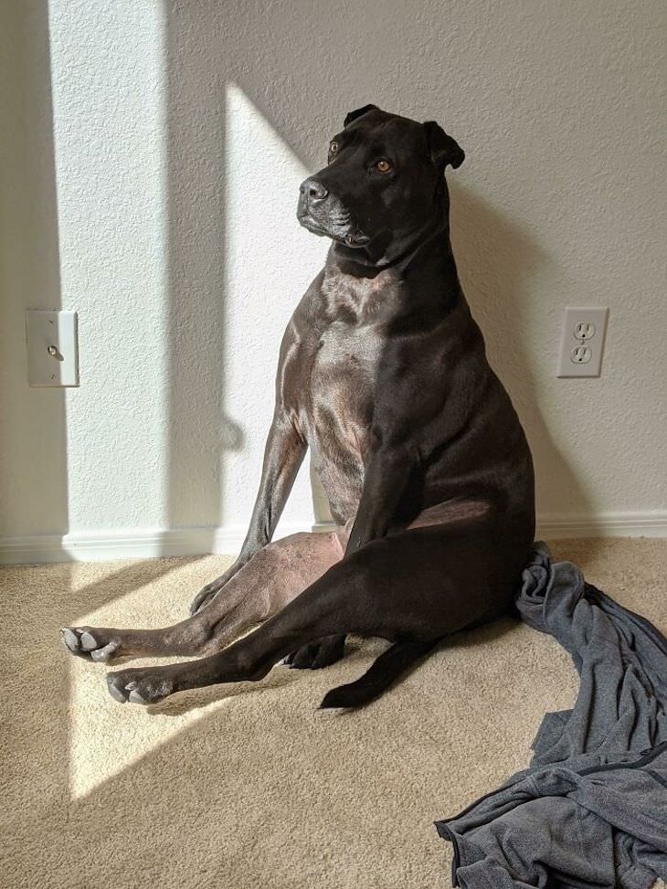 20 Funny Photos of Dogs Acting Goofy pensive dog
