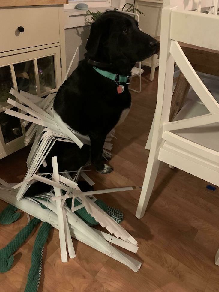 20 Funny Photos of Dogs Acting Goofy mess