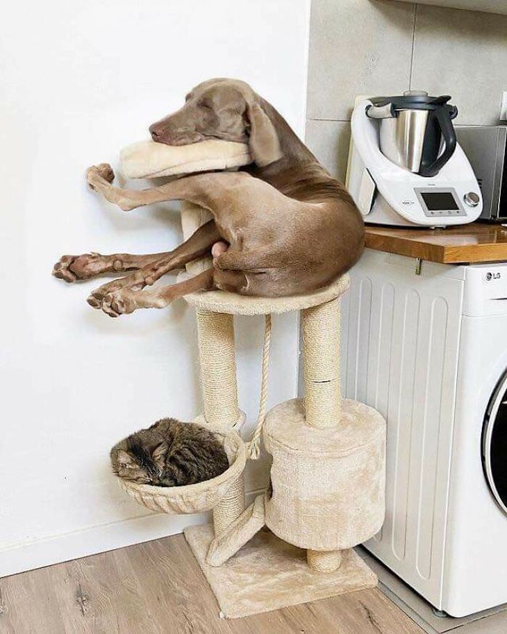 20 Funny Photos of Dogs Acting Goofy cat tree