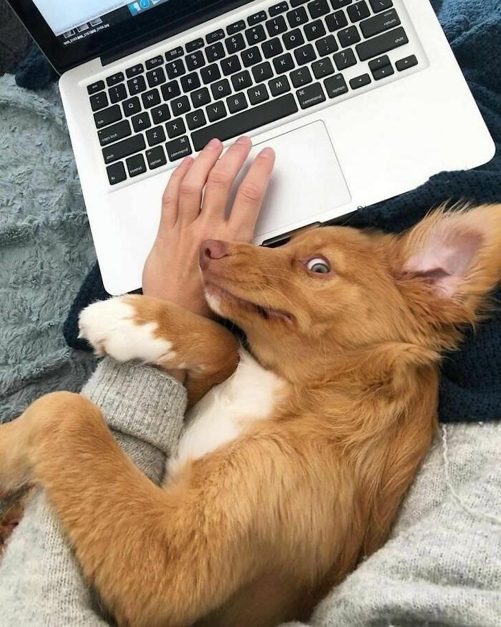 20 Funny Photos of Dogs Acting Goofy attention