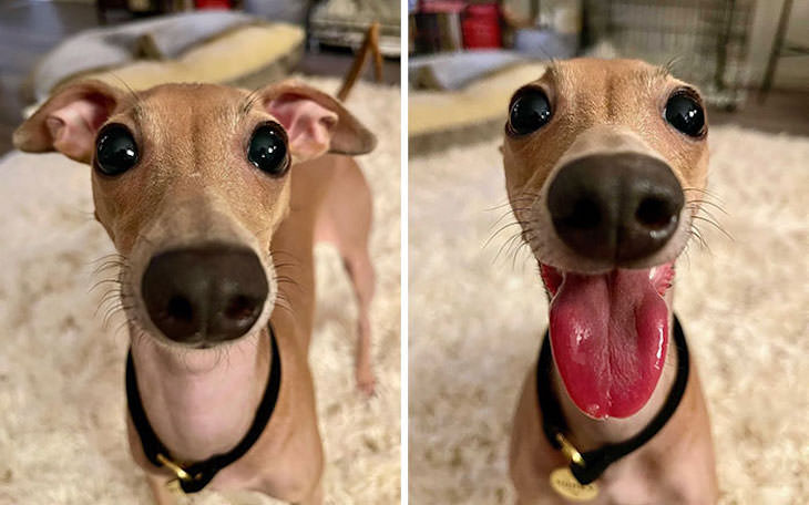 20 Funny Photos of Dogs Acting Goofy