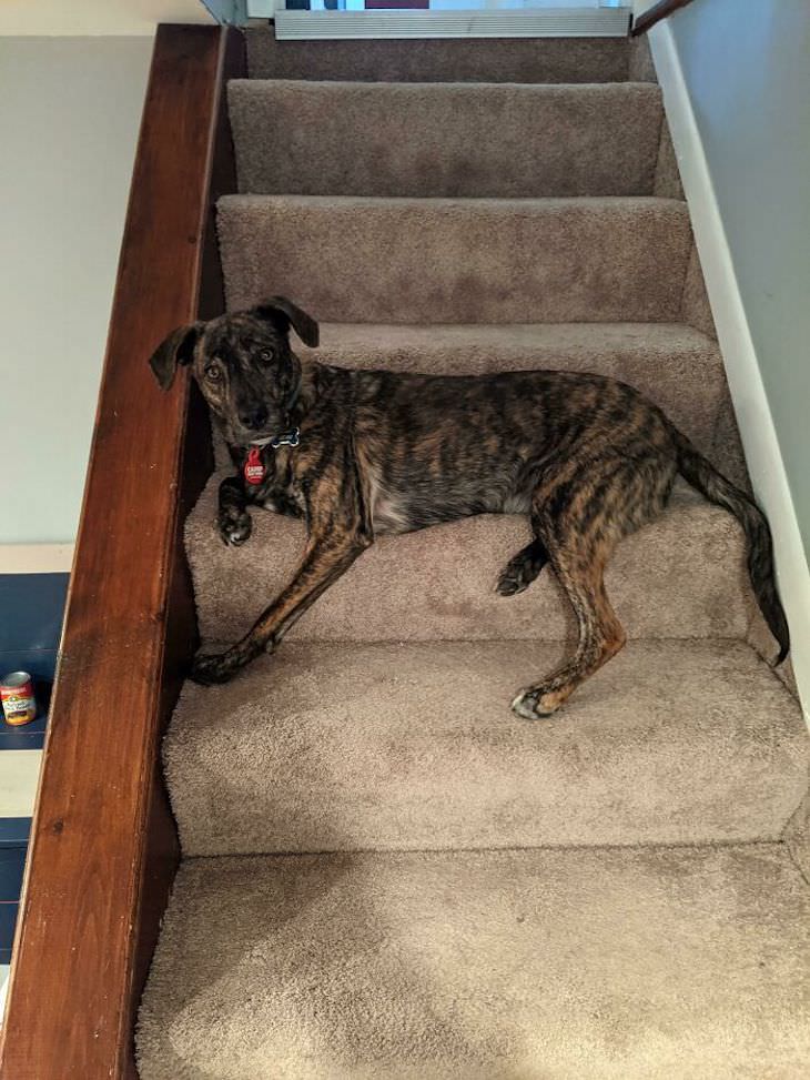 20 Funny Photos of Dogs Acting Goofy stairs