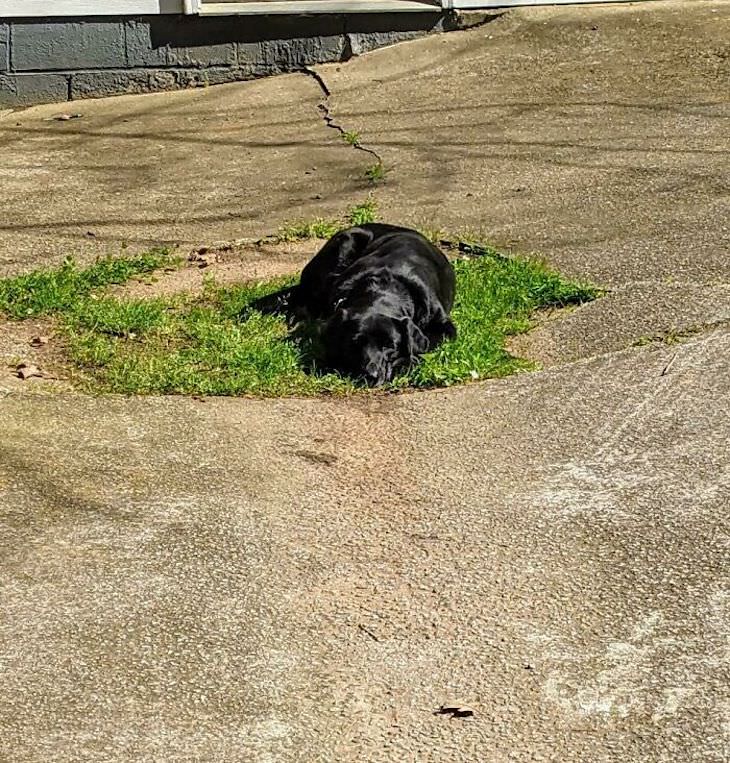 20 Funny Photos of Dogs Acting Goofy lawn