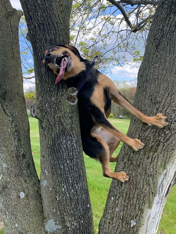 20 Funny Photos of Dogs Acting Goofy climbing a tree