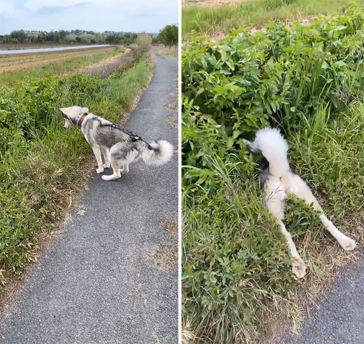 20 Funny Photos of Dogs Acting Goofy falling