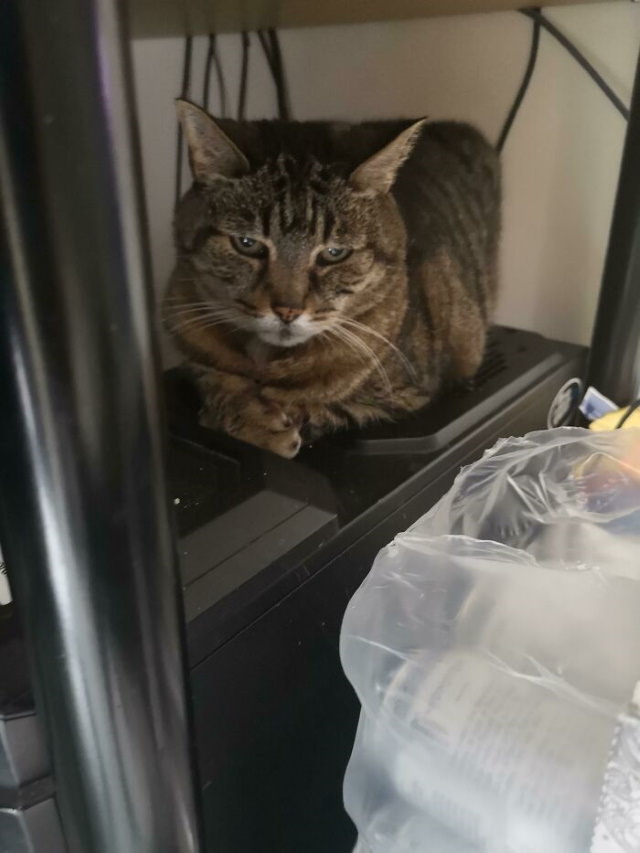 Tech Fails cat on computer