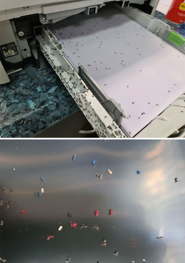 Tech Fails ant colony invaded in a printer