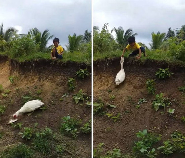 Wholesome Stories duck returned this boy's shoe