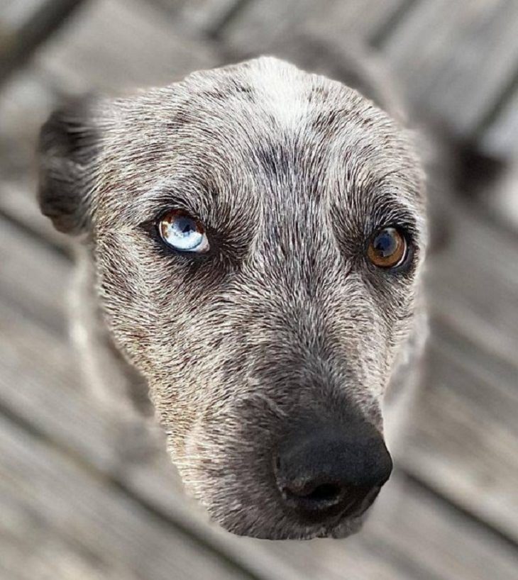 Beauty of Nature,  dog’s multi-colored eye