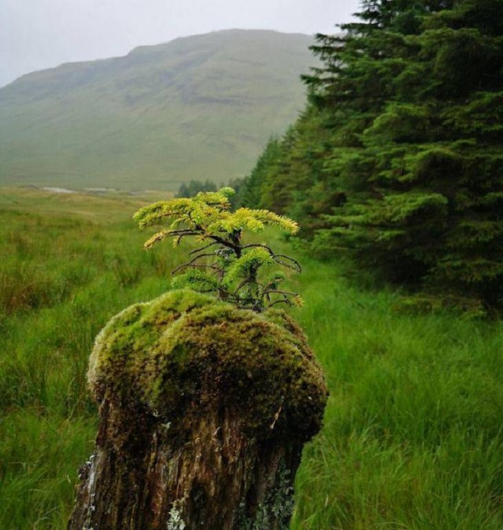 Beauty of Nature, baby tree