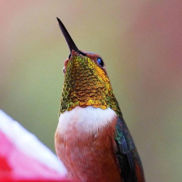 Beauty of Nature, hummingbird