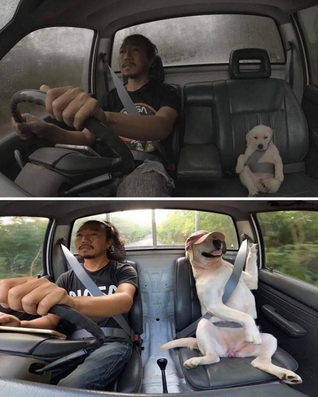 Wholesome Stories dog is man's best travel friend