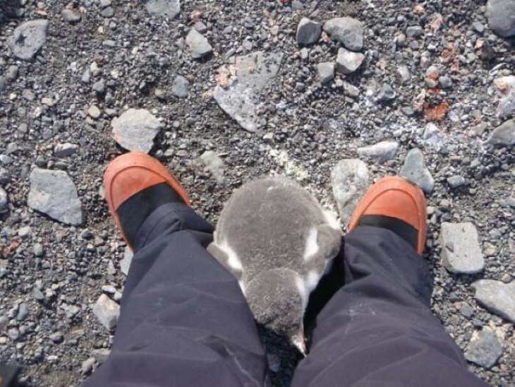 Wholesome Stories Cuddling with a baby penguin in Antarctica.