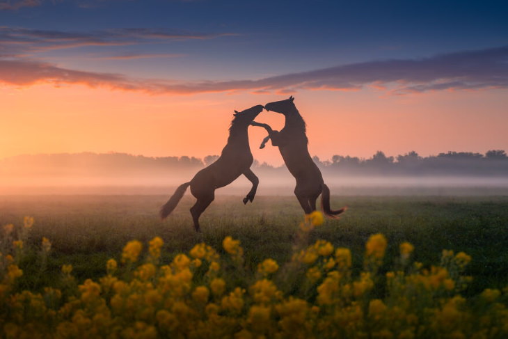 Netherlands In Spring Albert Dros Horse Kiss