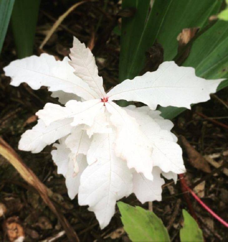 Beauty of Nature, albino plants