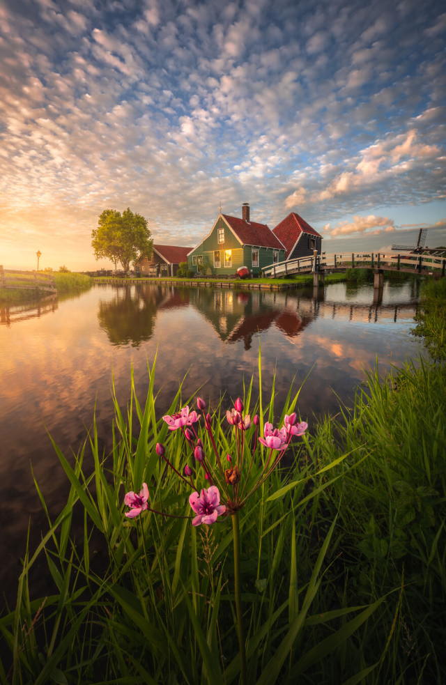Netherlands In Spring Albert Dros The Cheese Factory