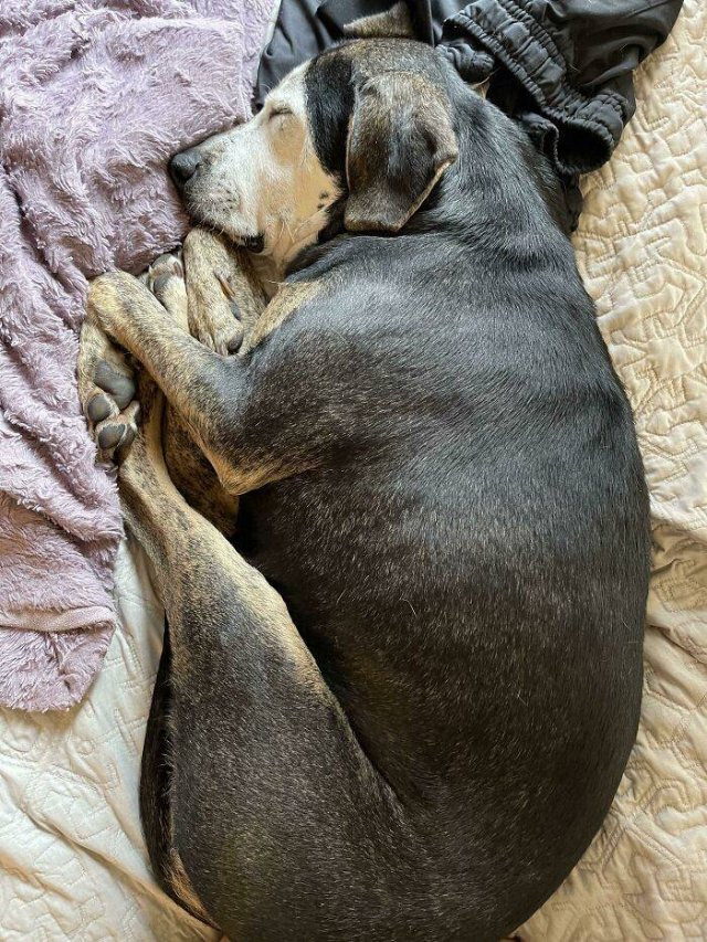 Wholesome Stories Sundae's first indoor nap