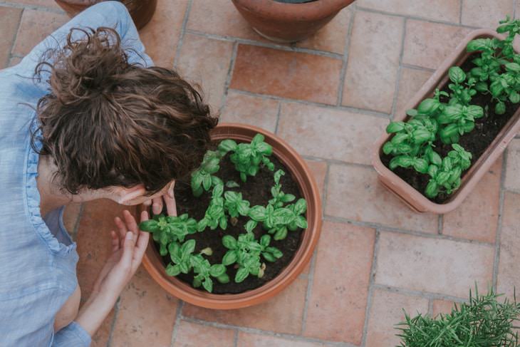 Container Gardening Tips basil