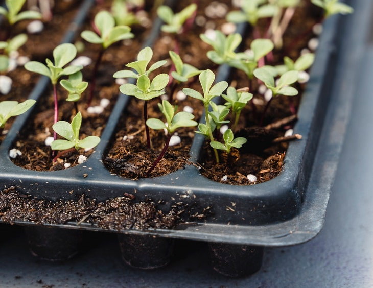 Container Gardening Tips tiny seedlings