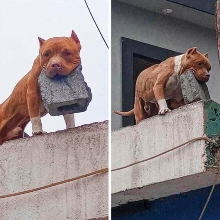 Living With Animals, dog, brick