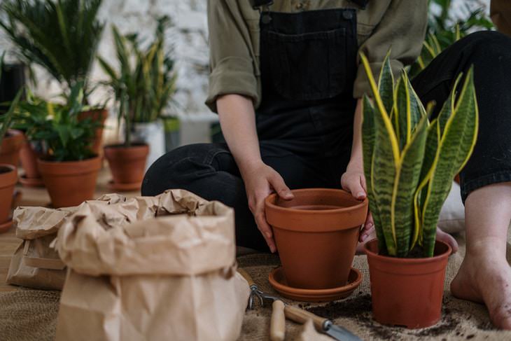 Container Gardening Tips repotting