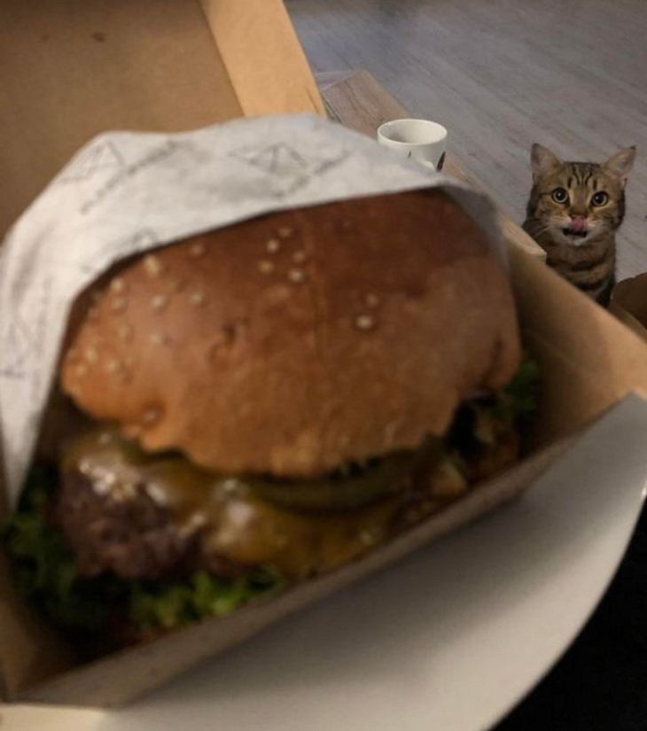 Living With Animals, cat, burger