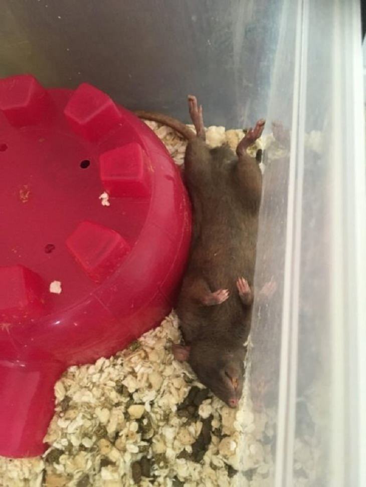 Pets with Funniest Morning Routines, rat 