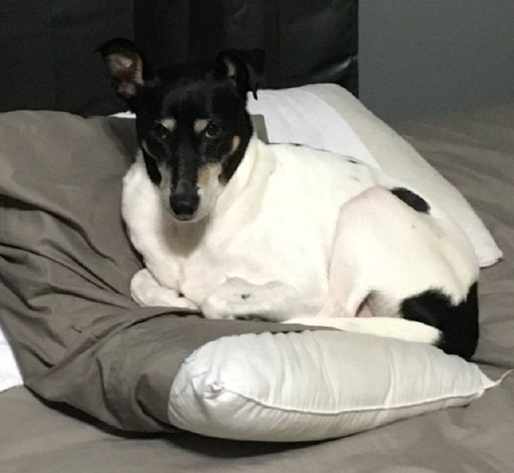 Pets with Funniest Morning Routines, pillow