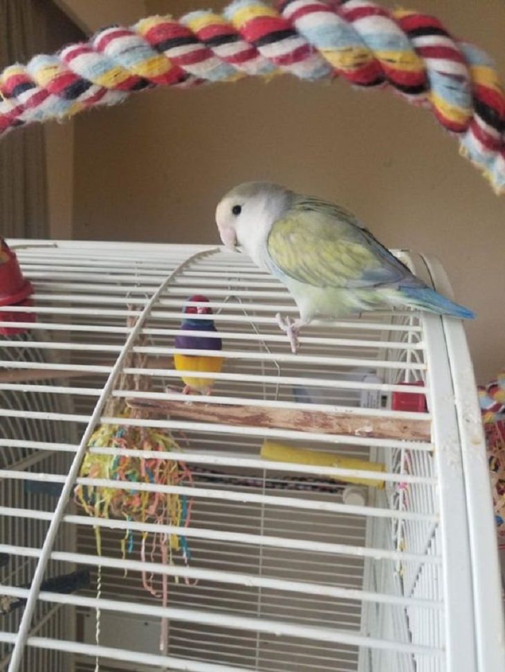 Pets with Funniest Morning Routines, birds