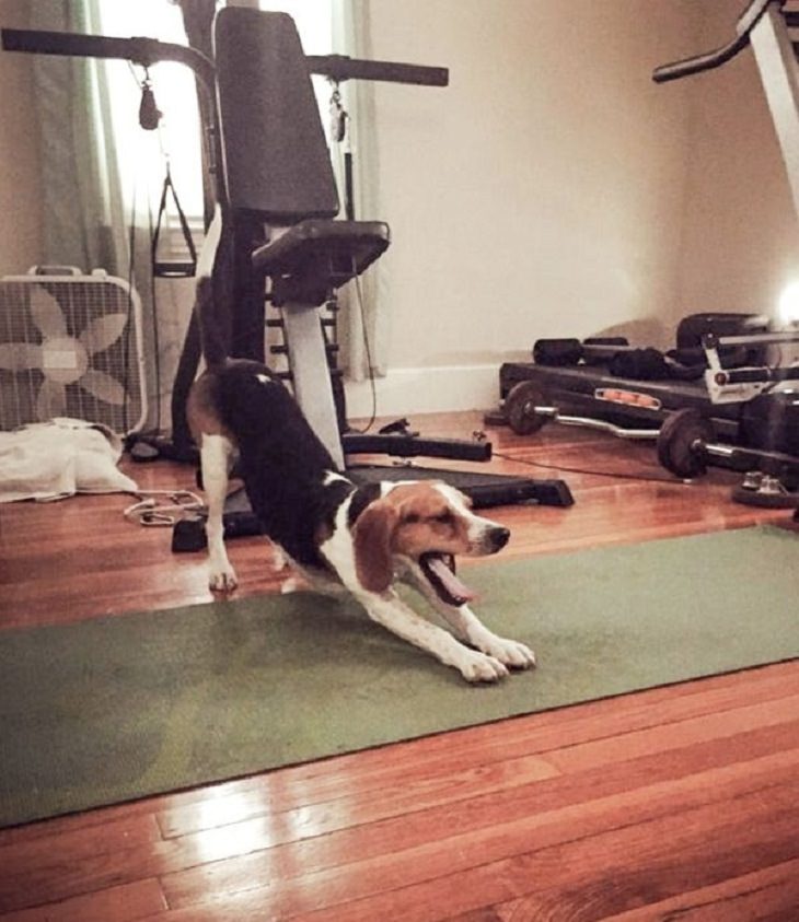 Pets with Funniest Morning Routines, stretches 